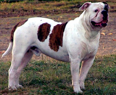 Pedigree's for my American Bulldogs & Pictures of Parents - Monsters of ...