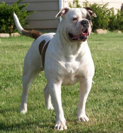 Pedigree's for my American Bulldogs & Pictures of Parents - Monsters of ...